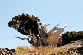 Juniperus occidentalis australis