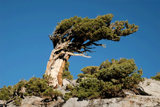 Juniperus occidentalis australis
