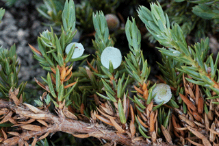 Juniperus communis saxatilis