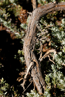 Juniperus communis saxatilis