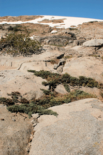 Juniperus communis saxatilis