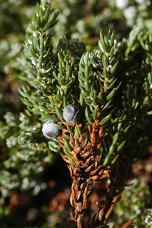 Juniperus communis saxatilis
