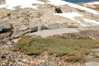 Juniperus communis saxatilis
