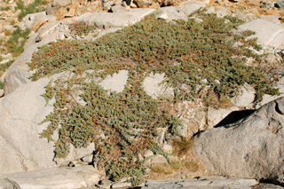 Juniperus communis saxatilis