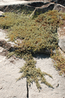Juniperus communis saxatilis