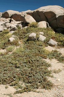 Juniperus communis saxatilis