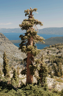 Tsuga mertensiana grandicona