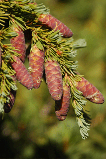 Tsuga mertensiana grandicona