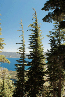 Tsuga mertensiana grandicona