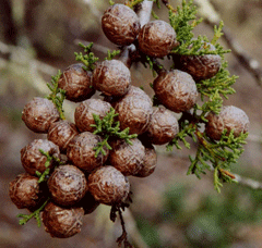 Cupressus abramsiana