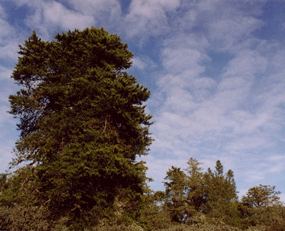 Cupressus abramsiana