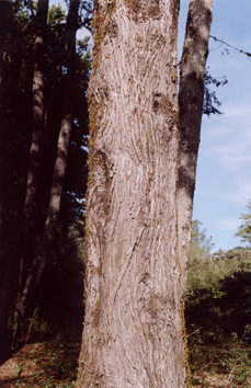 Cupressus abramsiana