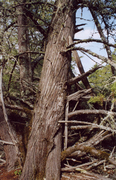 Cupressus abramsiana