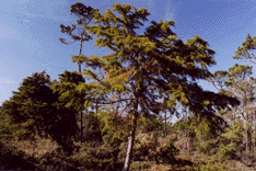 Cupressus goveniana