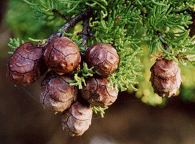 Cupressus macrocarpa