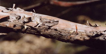Cupressus nevadensis