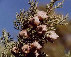 Cupressus nevadensis