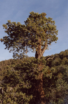 Cupressus nevadensis