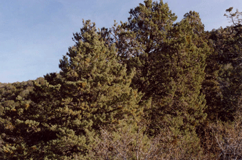 Cupressus nevadensis