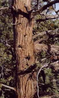 Cupressus nevadensis