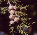 Cupressus sargentii
