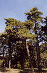Cupressus sargentii