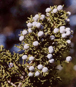 Juniperus californica