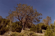 Juniperus californica