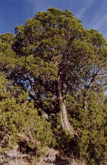 Juniperus californica