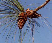 Pinus ponderosa benthamiana
