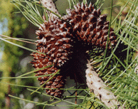 Pinus muricata