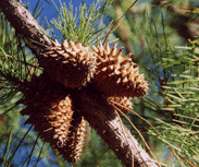 Pinus muricata
