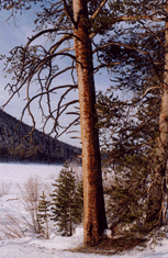 Pinus contorta murrayana