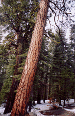 Pinus ponderosa benthamiana