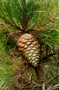 Pinus radiata