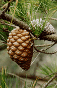 Pinus radiata