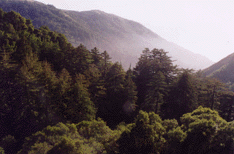 Sequoia sempervirens