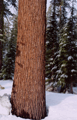 Tsuga mertensiana grandicona