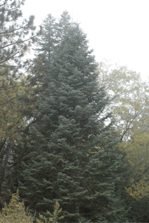 Abies lowiana