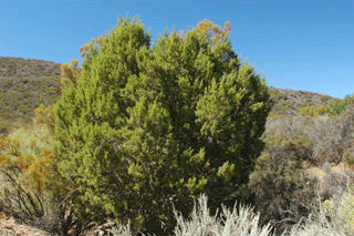 Juniperus californica