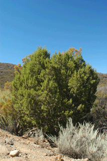 Juniperus californica