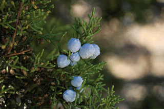 Juniperus californica