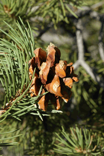 Pinus monophylla californiarum