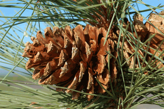Pinus jeffreyi