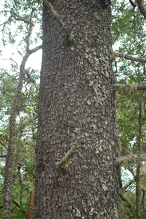 Pinus lagunae