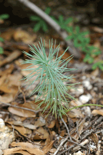 Pinus lagunae
