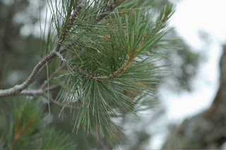 Pinus lagunae