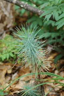 Pinus lagunae