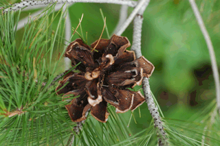 Pinus lagunae