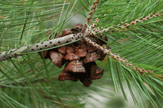 Pinus lagunae
